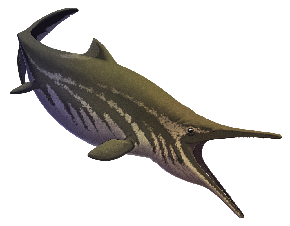 An illustration of Kyhytysuka, an extinct ichthyosaur marine reptile. It has a dolphin-like or shark-like shape, with a streamlined body, a long pointed snout, a triangular dorsal fin, four small flippers, and a vertical crescent-shaped tail fin. Its mouth is shown open very wide, and its jaws are lined with numerous small pointed teeth.