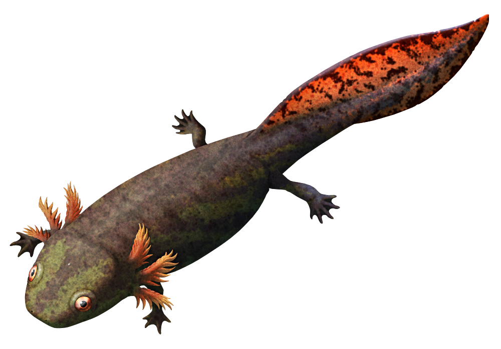 An illustration of Platycepsion, an extinct temnospondyl amphibian. It's a larval stage similar in appearance to an axolotl, with a short blunt head, large eyes, feathery external gills, four small legs, a cylindrical body, and a long paddle-like tail. It's depicted with a green mottled color scheme, with its tail featuring bolder red-and-black markings.