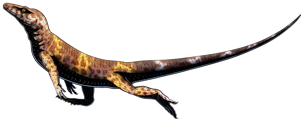 A colored digital ink illustration of Cabarzia, an extinct animal that closely resembled a lizard. It has a monitor-lizard-like head, a short neck, short arms, a slender body, long legs, and a long tapering tail. It's depicted sprinting on its hind legs, and has a mottled brown, white, and yellow color scheme.