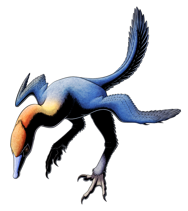 A colored digital ink illustration of an extinct bird-like semi-aquatic feathered dinosaur. It has a duck-like snout with a slightly spoon-shaped tip, a long goose-like neck, a wide streamlined torso, flipper-like clawed wings, long legs with partially webbed feet and a sickle-clawed raptor toe claw, and a feathery tail. It's posed as if it's leaping at the start of a dive, with speculative brightly-colored plumage that's blue on the body and yellow and red on the head and neck.
