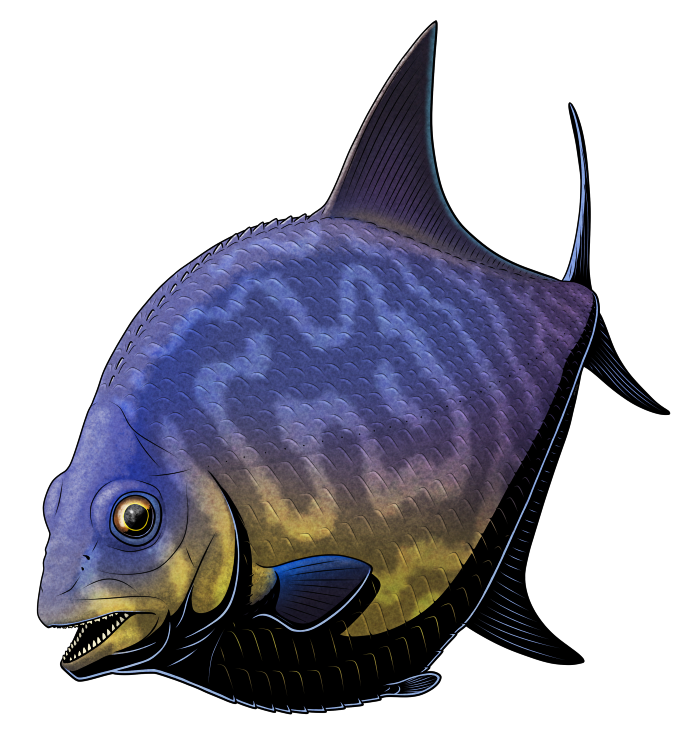 A colored digital ink illustration of Serrasalmimus, an extinct fish with convergently piranha-like sharp teeth. It has a disc-shaped body, round from the side but narrow from the front, with sharp teeth in its jaws, large triangular dorsal and anal fins, and a forked tail. It's depicted with blue-and-yellow coloration and labyrinthine Turing pattern markings.