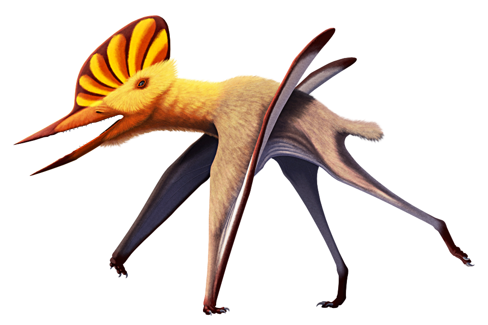 An illustration of Noripterus, an extinct pterosaur, in a running pose. Its head is large and triangular, with a pointed toothless beak at the front of its jaws and widely-spaced teeth further back, and a big semicircular head crest. It has a stout neck and long limbs – its forelimbs are its wings, walking on three small fingers while the long wing finger is folded up out of the way, while its hindlimbs are digitigrade. It also has a short tail and a coat of fur-like fluff over most of its body. Its depicted with a brightly-colored red-and-yellow head, with contrasting dark markings on its crest, and drabber brown-and-white on the rest of its body.
