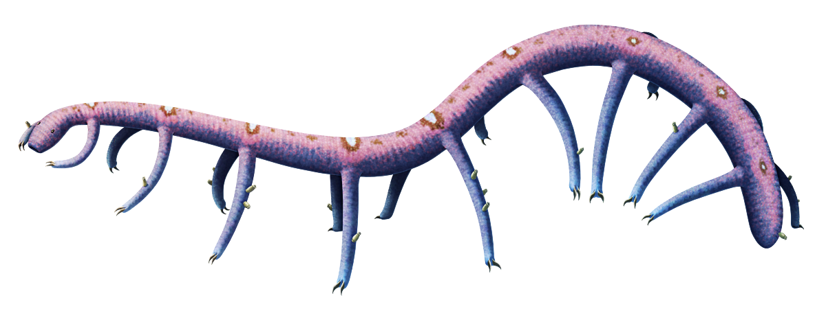 An illustration of Paucipodia, an extinct lobopodian worm. It has a long tubular worm-like body with nine pairs of slender tubular legs, with each foot tipped with a small pair of hooked claws. Its head end has a round mouth and two small beady eyes. It's depicted with a blue-and-purple color scheme with eyespot-like markings along its back. Several tiny pale cup-like parasitic organisms attached to its legs and rear end.