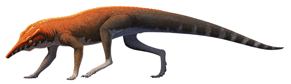 An illustration of an extinct reptile related to crocodilians and dinosaurs. Its head is wide at the back but very narrow along its long snout. It has an upright quadrupedal stance with long slender limbs and a tapering tail, and there's a single row of bony armor osteoderms running along its back. It's depicted with dark brown coloration, with a pale underside, and with brighter red-orange over its head, shoulders, and back.