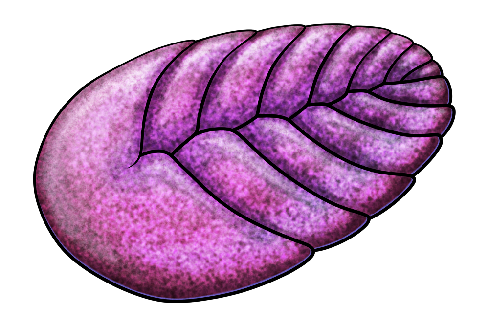 A colored line art drawing of Vendia, an extinct enigmatic Precambrian animal. It's shaped like a flattened oval and vaguely resembles an eyeless limbless gummy trilobite, with several rib-like segments on each side of its midline. The segments alternate instead of lining up symmetrically, and the larger front pair are fused into a head-like structure.