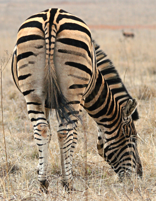 A photograph of a grazing zebra, viewed from the back so the focus of the shot its its stripy rump. The stripes are not perfectly symmetrical.