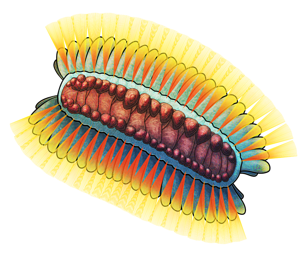 A colored line drawing of Wufengella, an extinct worm-like animal. It has asymmetrical shell-like armor plates along its back, tufts of long bristles along its sides, and flap-like appendages on its underside. It's depicted as brightly colored like some modern polychaete worms, with a blue body, yellow-and-red bristles, and reddish-purple armor.
