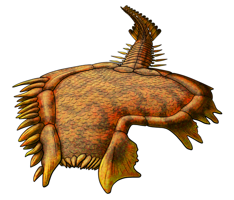 A colored line drawing of Sokkaejaecystis, an extinct early echinoderm. It has a body shaped roughly like a flattened boot, with spikes and flanges growing from around its margin. What looks like a long tail-like appendage growing from the sole of the boot shape is actually a starfish-like feeding arm at the animals' "front" end. It's depicted with orange-brown coloration with brighter yellow on the spikes and flanges, and darker brown irregular stripes over its body.