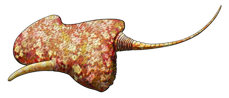 A colored line drawing of Maennilia, an extinct early echinoderm. It has a flattened body shaped like a lumpy trapezoid, with a single short starfish-like arm growing from its left side and a long thin segmented tail-like appendage growing from the right side of its back end. It's depicted with mottled red and yellow coloration like a camouflage pattern.