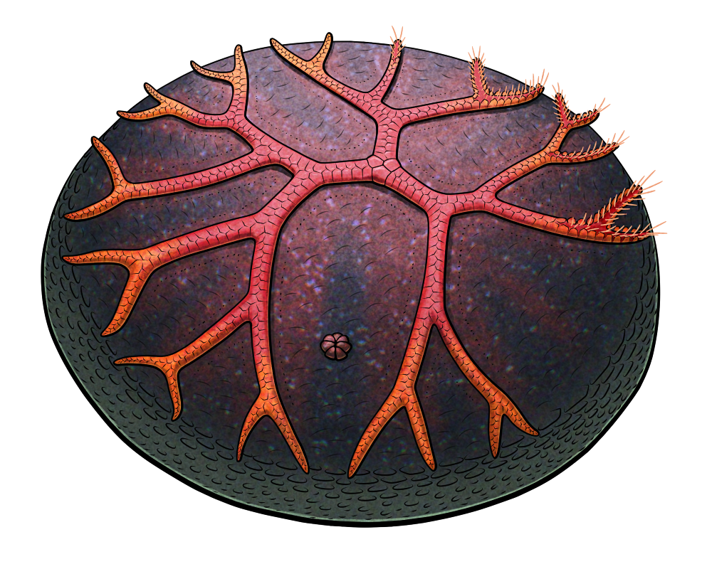 A colored line drawing of Thresherodiscus, an extinct early echinoderm. It's a domed disc-shaped creature that looks like it has a starfish merged onto its upper surface – but the "arms" branch many more times than five, and not totally symmetrically, creating an erratic forking pattern. It's depicted with a dark purplish body and brighter orange arms.