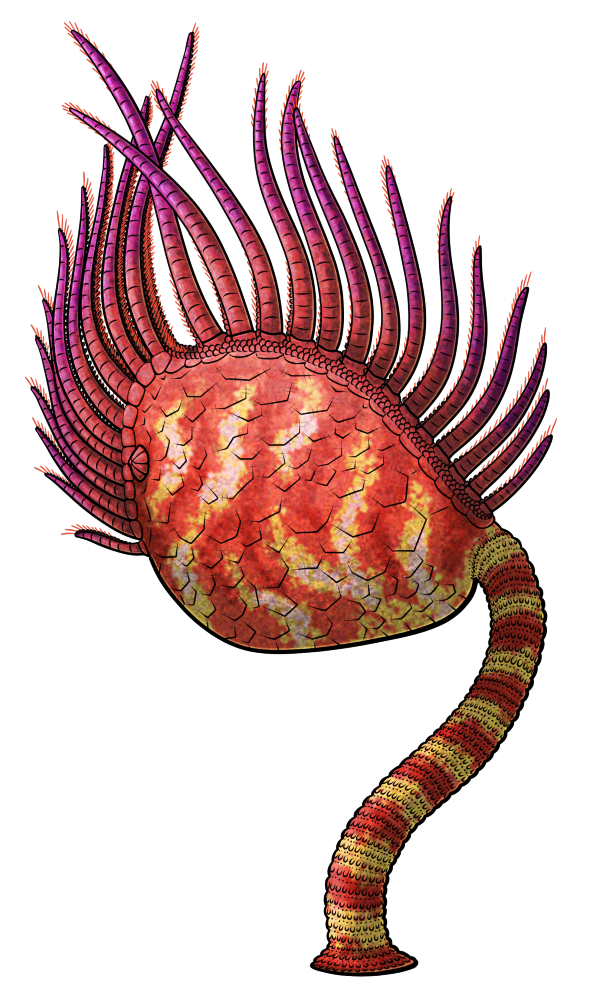 A colored line drawing of Amygdalocystites, an extinct early echinoderm. It has an oval body with a curving stem coming out from its right side, with the stem ending in a circular holdfast. Two "food grooves" run along its top edge, roughly in line with each other on each side of where its not-visible mouth is located. Each food groove has a single row of long tendril-like feeding appendages growing from its left edge. It's depicted with a red and yellow color scheme, with a striped stem and irregular stripes on its body giving a sort of flame-like pattern, and purple tips on its feeding appendages.