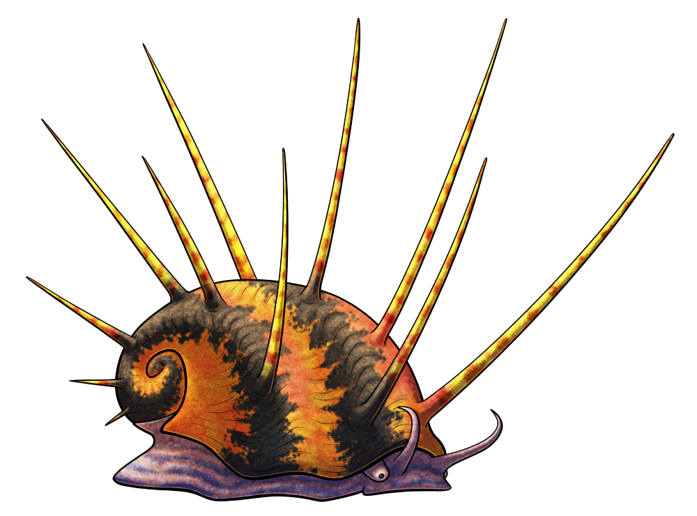 A colored line drawing of Spinyplatyceras, an extinct marine snail. It has a low coiling shell covered in very long thin pointed spines, and there are two short tentacles on its head. It's depicted with orange and black striped coloration on its shell, and a purplish body.