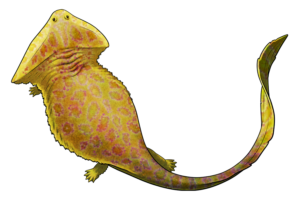 A colored line drawing of Diplocaulus minimus, an extinct salamander-like amphibian with a boomerang-shaped head. Unlike other Diplocaulus this species' head is asymmetric, with the left prong of its "boomerang" being long and tapering, but the right side being shorter and more rounded. It's depicted with a yellow color scheme, with pinkish-red blotches forming a camouflage pattern.