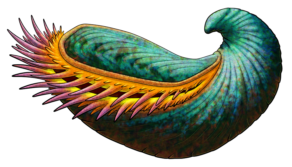 A colored line drawing of Gryphaea, an extinct bivalve mollusc. One of its valves is very large and curved into a hook-like or claw-like shape, while the other forms a smaller "lid". Speculative tentacle-like fringes of its mantle are protruding from its shell opening. it's depicted with a greenish shell and a yellow-orange-pink mantle.