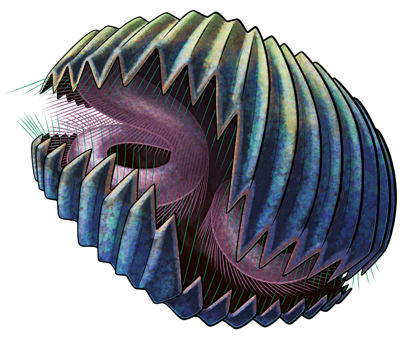 A colored line drawing of Torquirhynchia, an extinct brachiopod. It resembles a ridged clam with bristly edges to its shell, and it has a pair of spiraling frilled structures inside it for filter-feeding. The zig-zagging closing edge of its valves is asymmetrical from left to right, with one side curving upwards and the other curving downwards. It's depicted with a blue shell with greenish patches on the top, and pinkish internals.