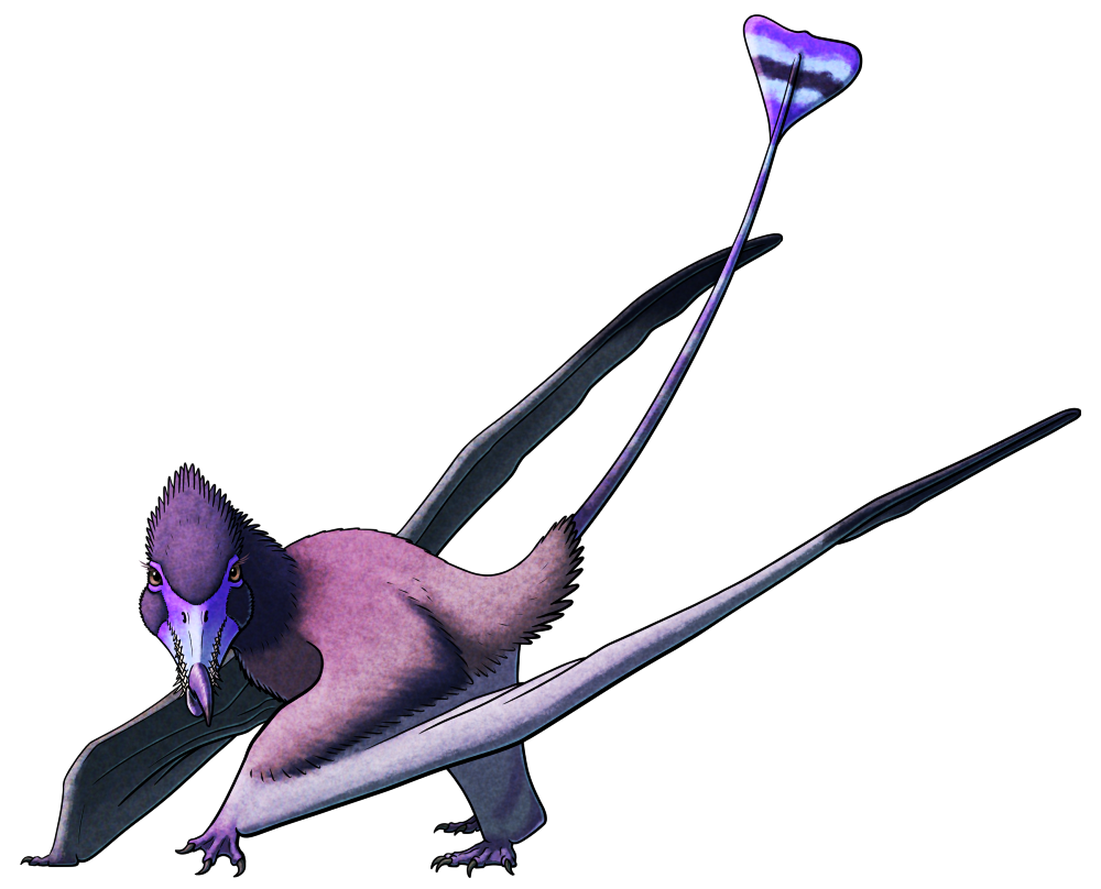 A colored line drawing of Rhamphorhynchus, an extinct pterosaur. It has pointed jaws lined with protruding needle-like teeth and a crossbill-like toothless beak at the tip. Its folded wings are very long, and it has a long thin tail ending in a triangular vane. It's depicted with a coat of fur-like fuzz, and a dull violet color scheme with brighter patches on its face and tail.