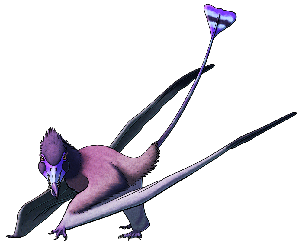 Rhamphorhynchus