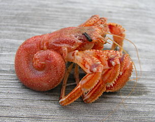 A photograph of the modern hermit crab Pagurus bernhardus, without any shell. Its soft abdomen curls to the right in a tight spiral.
