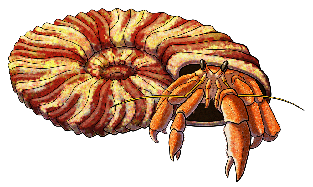 A colored line drawing of Palaeopagurus, an extinct hermit crab. It's a small hermit crab with stalked eyes and its left pincer larger than the right, shown poking out of the opening of an empty ammonite shell. It's depicted with an orange color scheme, and the shell is striped with red and yellow.