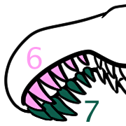 A closer view of the lineart for Baryonyx's premaxillary rosette. The six left teeth are indicated in pink, and the seven right teeth in dark green.