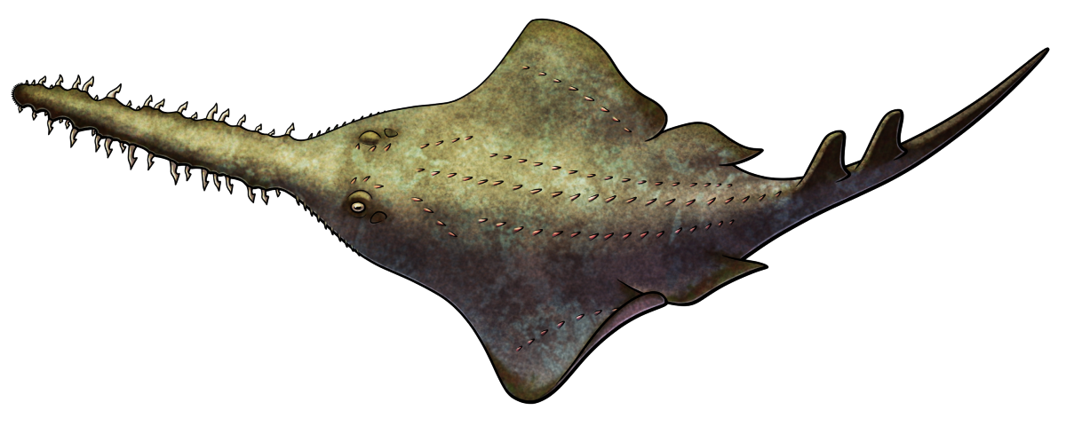 A colored line drawing of Onchopristis, an extinct "sawskate" cartilaginous fish related to modern skates and stingrays. It has a long saw-like snout with barbed tooth-like denticles lining the sides, a flattened ray-like body with wide fins, and a long thin tail with two small dorsal fins on it. It's depicted with a mottled greenish-brown color scheme.