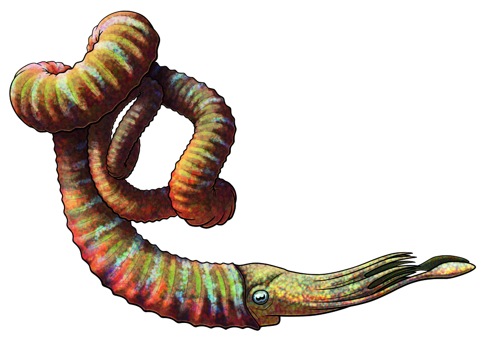 A colored line drawing of Nipponites bacchus, an extinct unusually-shaped ammonite. Instead of the usual spiral shape, its shell is uncoiled into a loose tangle of multiple U-bends in different directions, forming an asymmetrical series of whorls. The opening of the shell is oriented at the bottom of this structure, with a squid-like animal protruding out from it. It's depicted with iridescent rainbow coloration.