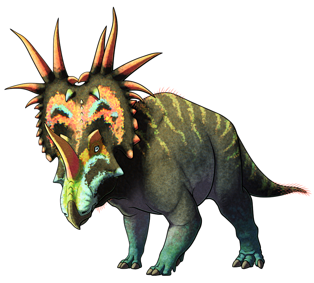 A colored line drawing of Styracosaurus, an extinct horned dinosaur. It has a toothless hooked beak, a long upright nose horn, small brow horns, and a large neck frill with long spikes around its edge. The frill spikes are noticeably asymmetrical, with different numbers and orientations on each side. Its body is bulky and quadrupedal with a short thick tapering tail. It's depicted with a dark green color scheme, with lighter stripes down its back and bright orange an blue markings on its face, frill, and horns.