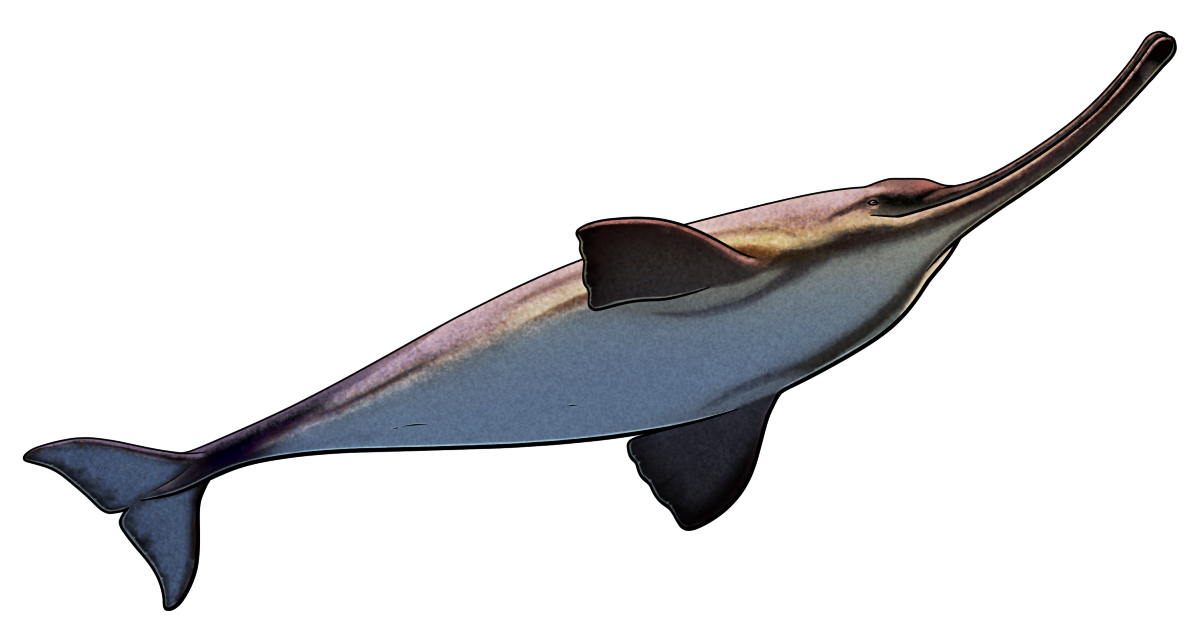 A colored line drawing of Ensidelphis, an extinct dolphin, viewed from below. It has a very long narrow snout that bends noticeably to the right along its length. It's depicted as a greyish-and-yellow color with a pale underside and darker horizontal striped markings around its head, flippers, and tail.