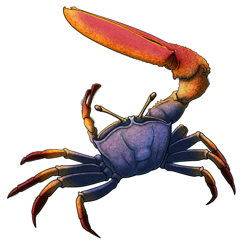 Strange Symmetries #20: The 16 Million Year Fiddler Crab Rave