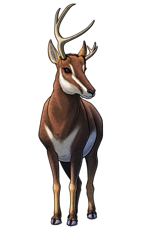 A colored line drawing of Ramoceros, an extinct hoofed mammal related to modern pronghorns. It looks rather deer-like, with a stocky body, long legs with cloven-hoofed feet, and a slender muzzle. It has antler-like horns with three prongs, but they're asymmetrical with one horn about three times bigger than the other. it's depicted with dark reddish-brown coloration, with white markings on its face and belly.