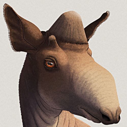 An illustration of the head of Tsaidamotherium, an extinct hoofed mammal distantly related to modern giraffe and okapi. It has a vaguely moose-like head with a bulbous fleshy snout. Its left ossicone "horn" is above its eye and very small, while the right ossicone is much larger and positioned towards the middle of its forehead, forming a wide blunt helmet-like structure like a very stubby fat unicorn horn.