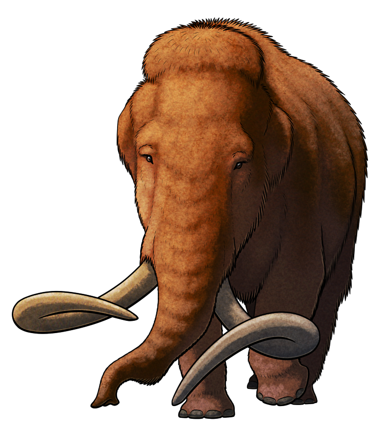 A colored line drawing of an extinct woolly mammoth. It's an elephant-like animal covered in a thick coat of brownish hair, with a high domed forehead, small ears, and long curving tusks. The tusks are noticeably asymmetrical, one curving more downwards than the other.