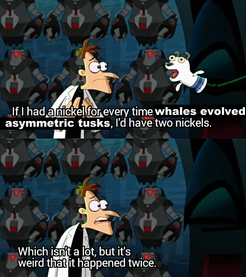 An edited meme image using screenshots of Dr. Doofenshmirtz from "Phineas and Ferb". The text reads: "If I had a nickel for every time whales evolved asymmetric tusks, I'd have two nickels. Which isn't a lot, but it's weird that it happened twice."