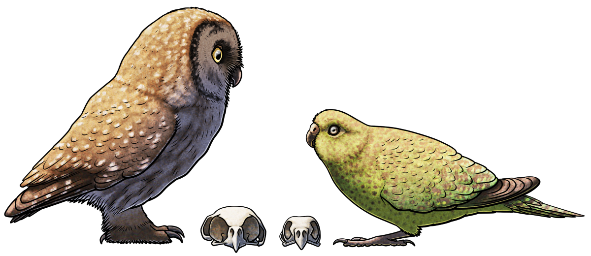 A colored line drawing of a boreal owl and a night parrot standing facing each other, with their respective skulls depicted between them. The owl is brown with a pale facial disk, yellow eyes, a white underside streaked with brown, and white speckles across its back and wings. its feet are fluffy with curving talons, and the skull beside it shows how its ears are asymmetrical, with the right ear opening positioned higher than the left. The parrot is green and yellow with dark speckles, a small beak, grey eyes, a short tail, and pinkish feet. The skull beside it shows how its ears are asymmetrical, with the right opening noticeably bulging out sideways.