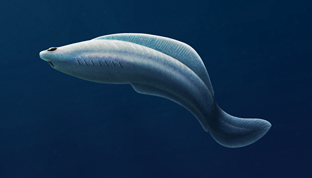 An illustration of the extinct early vertebrate Haikouichthys. It's a small eel-like animal with large eyes, a circular mouth, and seven gill slits. It's depicted as pale blue colored, and it's swimming in dark blue water.