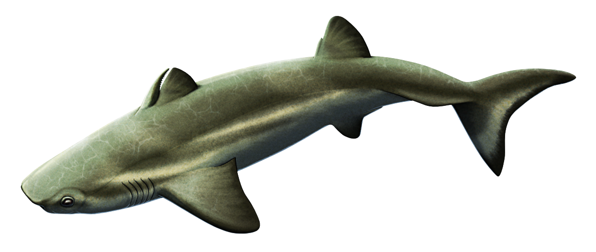 An illustration of the extinct cartilaginous fish Maghriboselache. It has a shark-like body shape with large pectoral fins, small pelvic fins, two small dorsal fins and a crescent-shaped tail fin. There's a chunky spine growing just in front of its first dorsal fin. Its snout is blunt, wide, and flattened, with forward-set eyes and large widely-spaced nostrils. it's depicted with a greenish-brown olive color scheme, with a paler underside and darker edges to its fins.