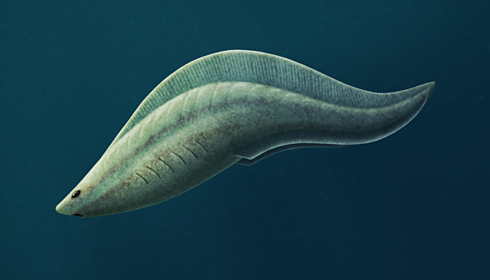 An illustration of the extinct early vertebrate Myllokunmingia. It's a small eel-like animal with fairly large eyes, a circular mouth, and six gill slits. It's depicted as pale green colored, and it's swimming in dark blue water.