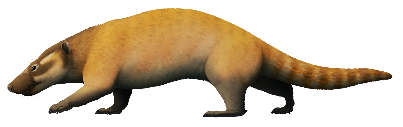 An illustration of the extinct mammal Repenomamus giganticus. It's a low-slung, stocky, badger-like animal with a thick tail, depicted as colored yellow-brown and dark brown. It's shown walking with its head held down as if stalking something.