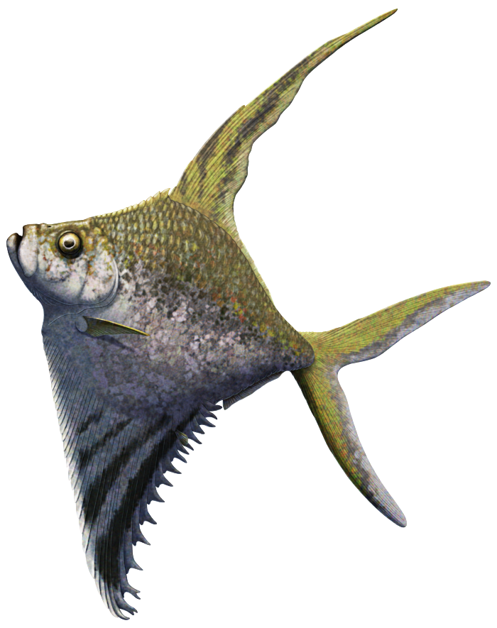 An illustration of Rhombichthys, an extinct fish related to modern herring. It has a rhombus-shaped profile with a tall narrow dorsal fin and a triangular extension of its belly made up of a row of close-packed elongated armored scutes. Its head is proportionally big, taking up about a third of its body length, and its has small pectoral fins, tiny vestigial-looking pelvic fins, and a large forked tail. It's depicted with green coloration on top and silvery white below, with yellow fins and dark stripe markings on its dorsal fin and belly scutes.