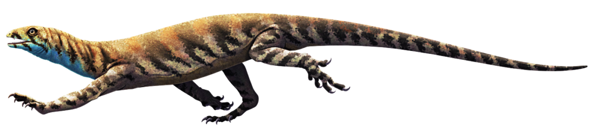 An illustration of Araeoscelis, an extinct reptile-like animal, shown in a running pose. It resembles a lizard, with a fairly small head, a mid-length neck, a slender body, long legs with five clawed toes each, and a long tapering tail. It's depicted as greyish-colored transitioning to reddish-brown on its back, with dark striped markings all over its body and bright blue on its throat.