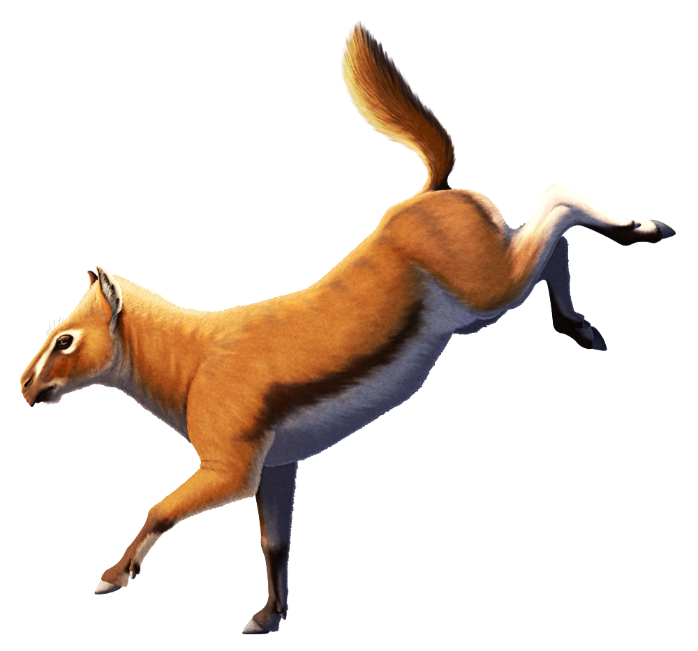 An illustration of Neolicaphrium, an extinct hoofed mammal. It closely resembles a small primitive horse, with a single large weight-bearing hoof on each foot alongside two vestigial toes. It's depicted in a pose as if it's landing from a leap, and it has an orange-brown color scheme with a paler underside, white markings around its eyes, and a black stripe down the side of its flank.