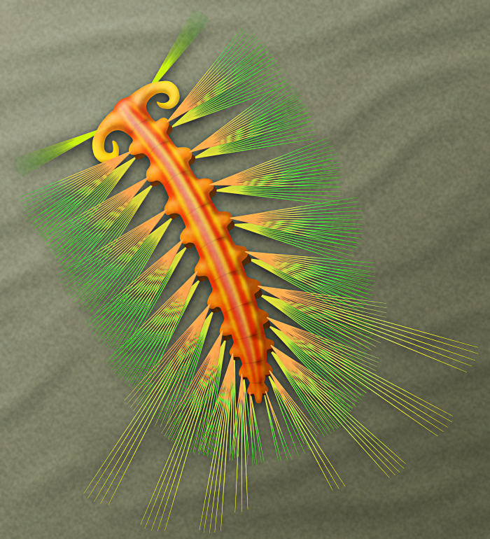 An illustration of Ursactis, an extinct worm from the Cambrian Explosion. It has an eyeless head with two large curled tentacle-like sensory palps and two bundles of long bristles, and ten body segments that get gradually smaller towards the rear. Each segment bears two pairs of bristle bundles, with several of the rear segments having a few much longer bristles on the upper bundles. it's depicted with a striped red-and-orange body and iridescent green-yellow-orange bristles.