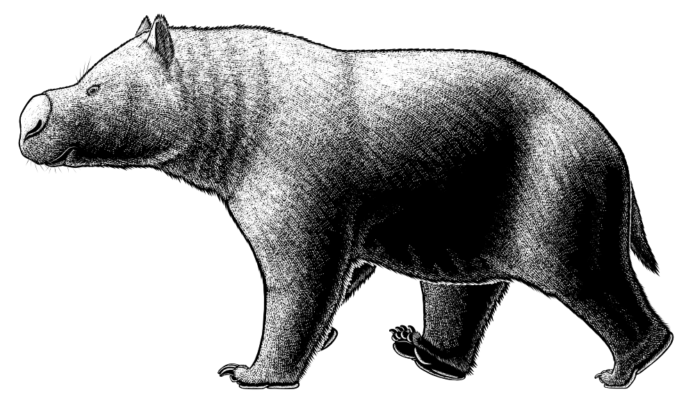A digital ink illustration of Ambulator, an extinct herbivorous marsupial related to modern wombats. It has a chunky quadrupedal bear-like body with broad padded feet, with its clawed fingers and toes held up off the ground so only its palms and soles are bearing its weight. It also has a short thick neck and a fairly large head, with small ears, small eyes, and a big bulbous wombat-like nose.