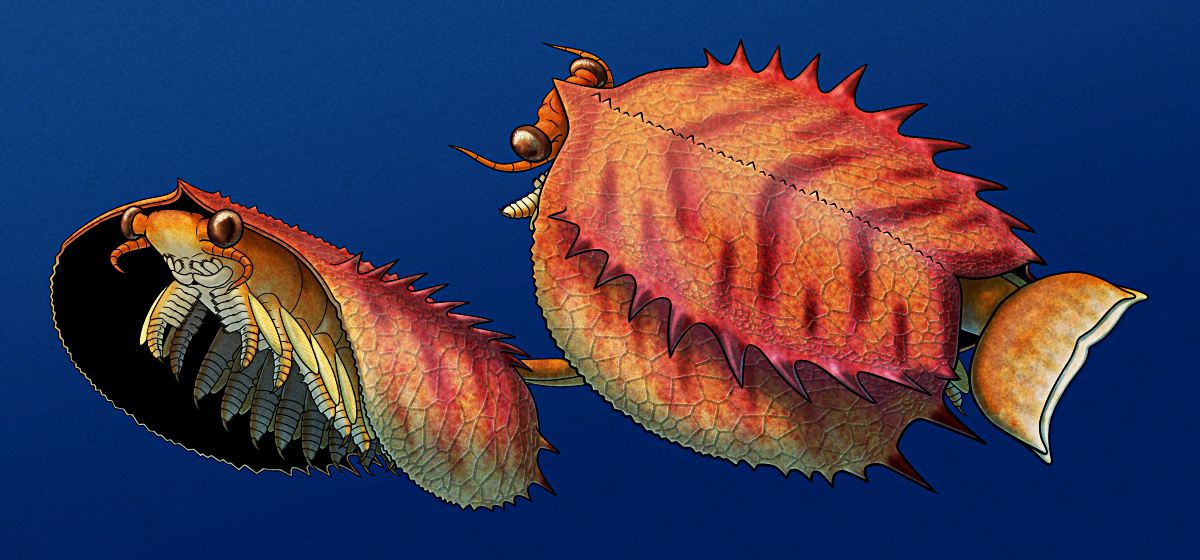 An illustration of a pair of swimming Tuzoia burgessensis, extinct Cambrian invertebrates. They have large wide carapaces shaped somewhat like upside-down taco shells, ornamented with a net-like reticulated pattern, with spines along the midline, edges, and in a row along each flank. Their heads just about stick out from the front of their shells, with large eyes on short stalks and a pair of short segmented antennae. Twelve pairs of legs run along the underside of their bodies, tipped with a single claw each, with the front two pairs having rows of spiny flaps along their upper inside edges, and each limb also bearing a paddle-like flap on its outer edge. A tail fin protrudes out the back of the shell, shaped like a whale's fluke. The two Tuzoia are depicted with an orange-red color scheme with darker stripe markings on their carapaces.