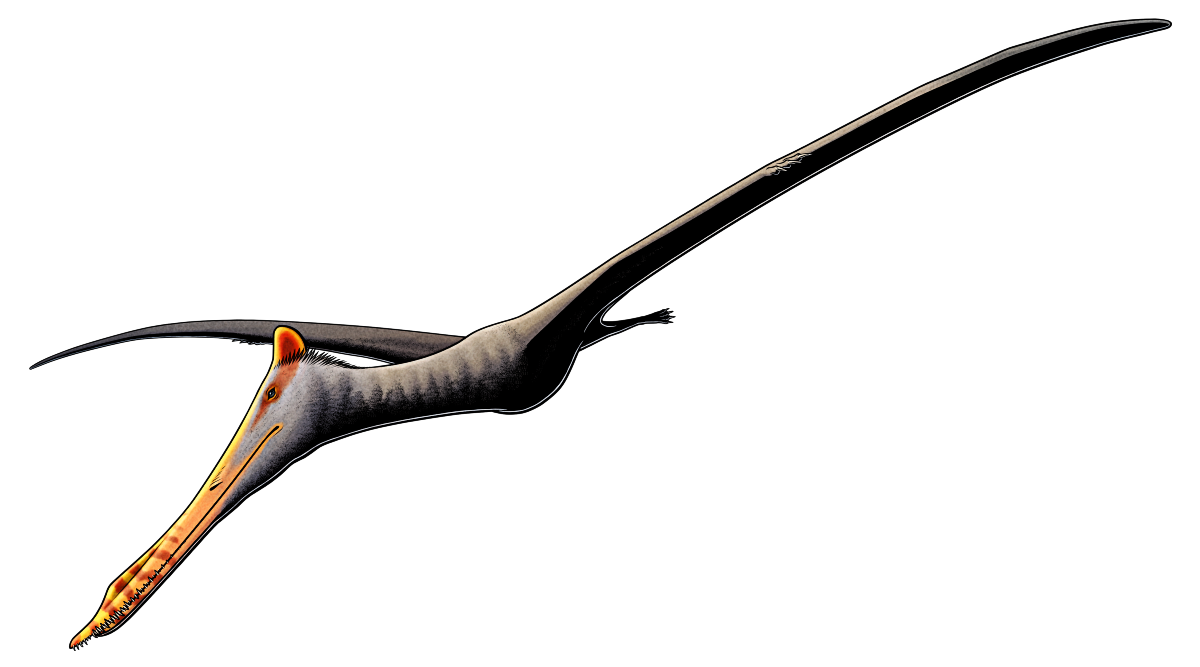 A colored digital ink illustration of a flying Feilongus, an extinct pterosaur. It has a very long low snout with a low bony crest on the top, interlocking needle-like teeth in the front third of its jaws, and the upper jaw somewhat longer than the lower forming a distinct overbite. Its eyes are set far back on its head, and there's another bony crest at the back of its skull. It also has a long neck, a compact torso, long membranous wings with three small fingers alongside the elongated wing finger, and slender legs held out behind it in flight. It's depicted with its snout and crests colored yellow with dark red markings, and the rest of its body being grey and brown.