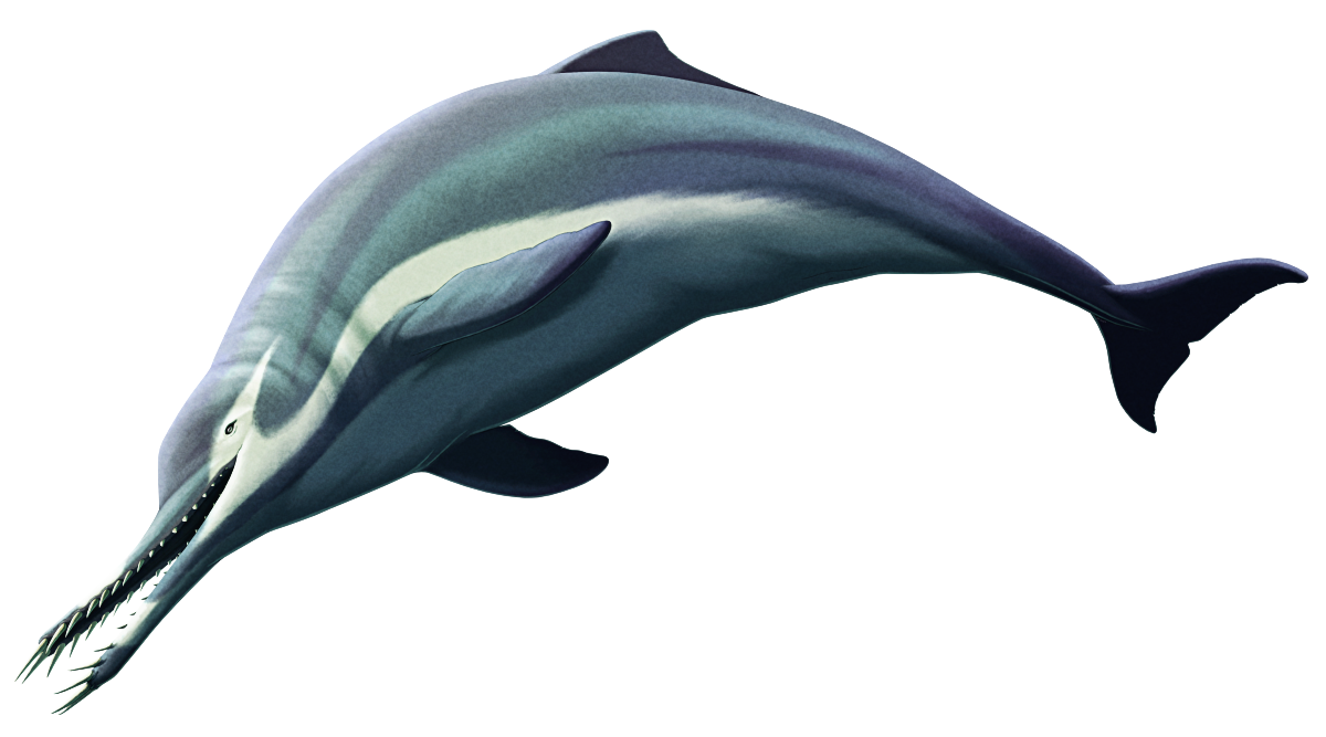 An illustration of Nihohae, an extinct dolphin. It has a long snout with long tusk-like teeth at the front of its jaws, pointing almost horizontally. It's depicted as blue-grey colored with darker horizontal stripes, a white underside, and a swooping white stripe on its face and side.