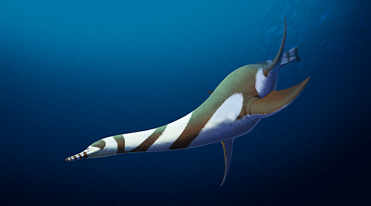 An illustration of Serpentisuchops, an extinct plesiosaur, swimming in deep blue water. It has a long slender snout, a long muscular neck, and a chunky four-flippered body shaped like a shell-less sea turtle. A short thick tail at its rear has a horizontal keel and a vertical rudder-like fin. It's depicted as dark brown-black colored, with bold patches of white along its head, neck, flanks, and tail, creating a dazzle-like disruptive camouflage pattern.