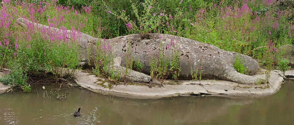 A photograph of a Crystal Palace ichthyosaur statue, posed hauled out of the water like a seal or crocodile. It's partially obscured by plant growth, and is in a state of slight disrepair – moss and lichen patches cover its sides, and a plant is growing out of a crack on its back. A moorhen can be seen in the water swimming towards it.