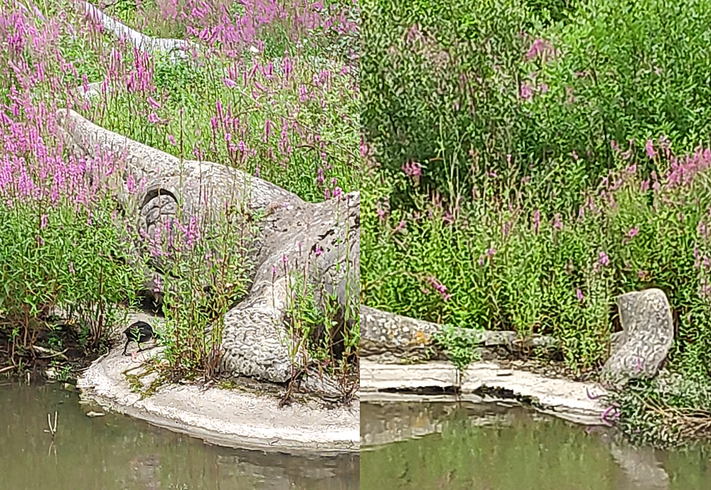 Two photographs of the large Crystal Palace ichthyosaur, showing closer views of the eye, flipper, and tail fin. Int he background a second ichthyosaur can be seen through the foliage. A moorhen is pecking around near the flipper.