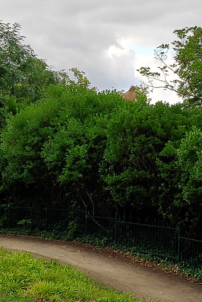 A photograph of a Crystal Palace sculpture peeking over the top of a tall bush. Only a snout can be vaguely made out.